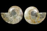 Bargain, Cut & Polished Ammonite Fossil - Madagascar #148054-1
